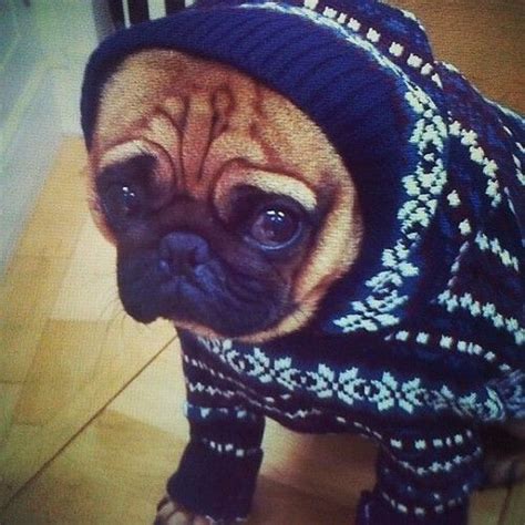I Dont Like Sweater Weather Animals And Pets Funny Animals Cute