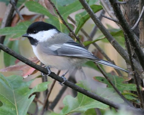 Hunting Wild Birds In Indiana Unique Rare Bird