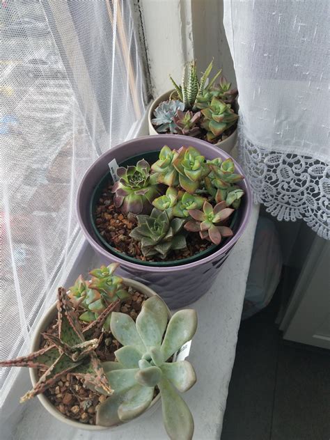 Maybe you would like to learn more about one of these? Bonsai Jack Succulent and Cactus Soil - Jacks Gritty Mix ...