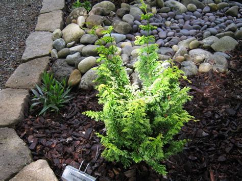 How does a solar power plant work? Chamaecyparis 'Gold Fern' (With images) | Conifers