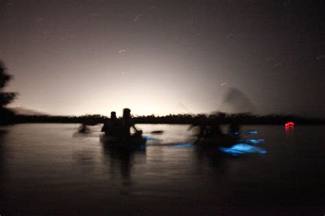 Experience Bioluminescence Night Kayaking In Fajardo Bay Pink