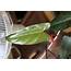 How To Propagate A Philodendron Plant AskJudyHouseplant411com 