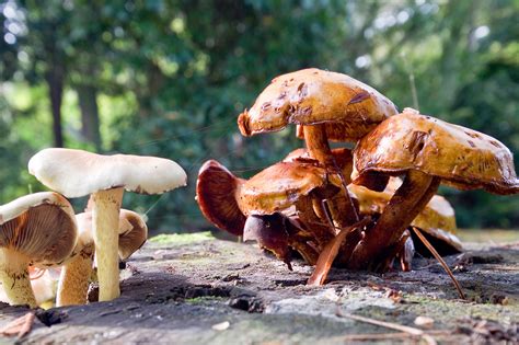 Easy Edible Mushroom Identification Tips