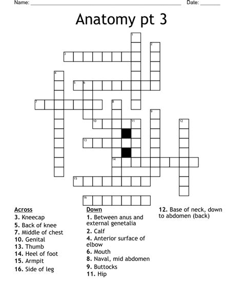 Anatomy Crossword Puzzles With Answers