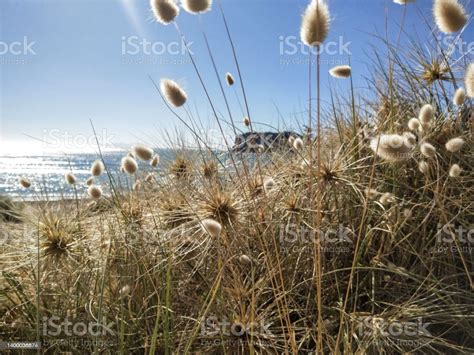Coastal Sand Dune Ecosystem Plants And Grasses Stock Photo Download