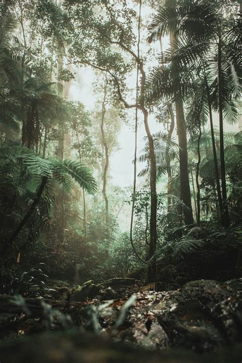 500 Rain Forest Pictures Stunning Download Free Images On Unsplash