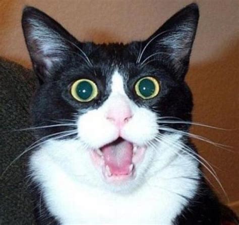 Ten Pictures Of Surprised Cats That Might Well Surprise You