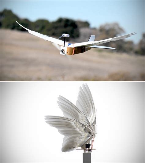 Pigeonbot Has Wings With Feathers That Help It Fly Just Like A Real