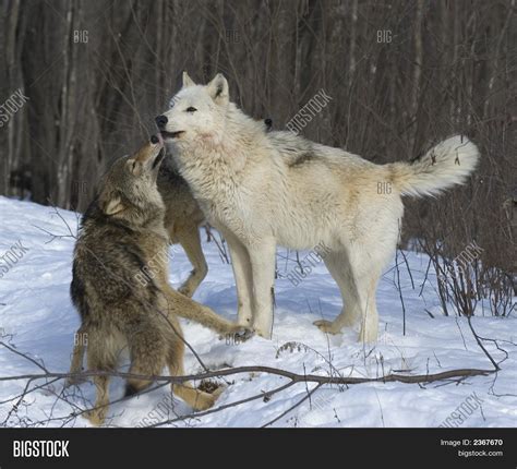 Gray Wolf Alpha Female Image And Photo Bigstock