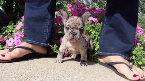 Shipped worldwide with 10 year health guarantee. Briggs is our AKC French Bulldog Male Puppy For Sale- BLue ...