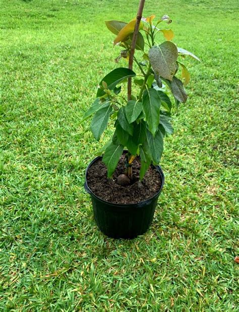 Elderberry shrubs are a colorful and spectacular addition to any garden or landscape. Dwarf Super Hass Avocado Tree (Uh La La) for Sale in Port ...