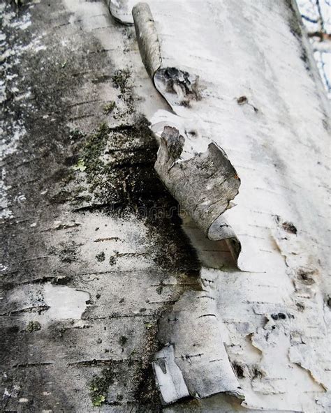 Tree Bark White Birch Texture Closeup Stock Image Image Of Closeup