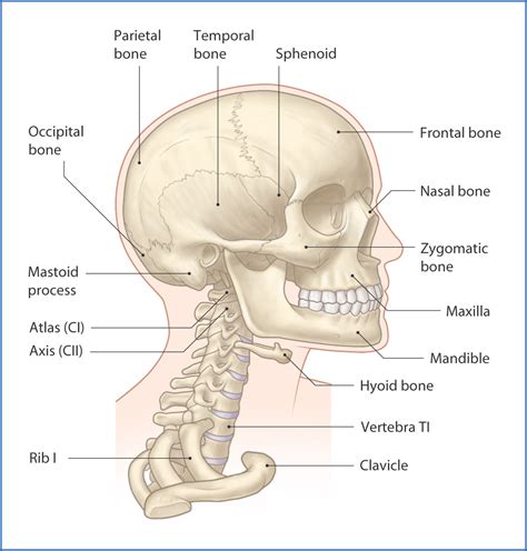 The Anatomy Of The Head And Neck With Labels In Blue On Transparente