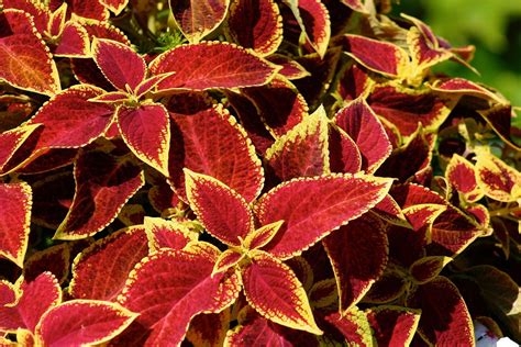 Red Plants Free Photo Download Freeimages