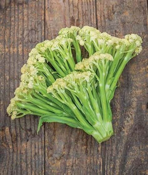 Cauliflower Fioretto 60 Yellow Cauliflower Seeds Non Gmo Etsy