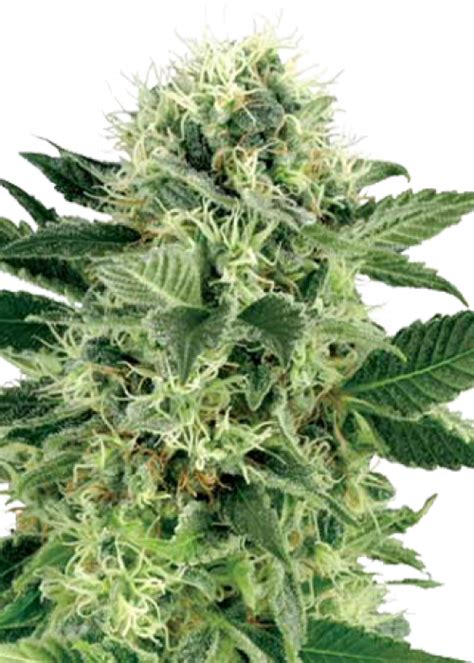 Northern Lights Autoflowering Strain Info Northern Lights Autoflowering Weed By Growers Choice