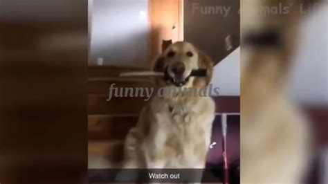 Funny Animals Life Try Not To Laugh Watching Funny Animals