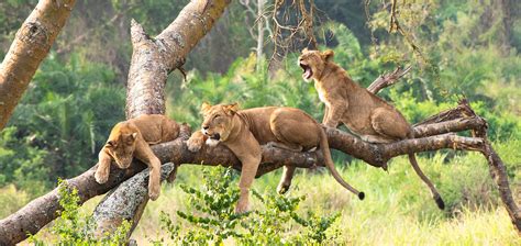 Uganda Elusive Wildlife Photo Safari Kibo Slopes Safaris