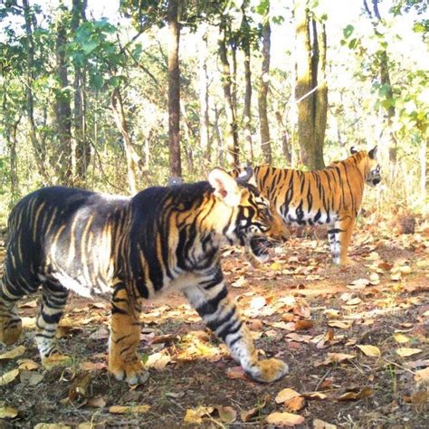 🔥 A Rare Odisha Black Tiger And A Common Colored Tiger Rreallifeshinies