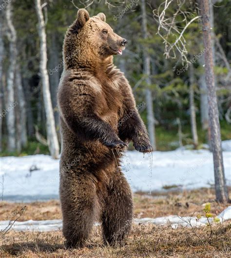 Brown Bear Standing On Hind Legs — Stock Photo © Surzet 132946376