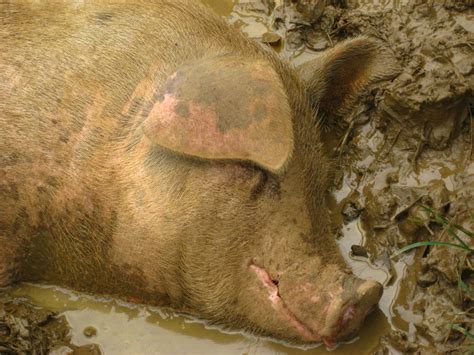 Pig In Mud 2 Free Photo Download Freeimages