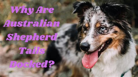 Why Are Australian Shepherd Tails Docked Here Is The Complete Guide