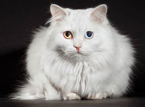 The Turkish Angora Cat Cat Breeds Encyclopedia