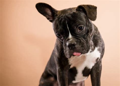 20 Boston Terrier Mixes With Pictures Pet Keen