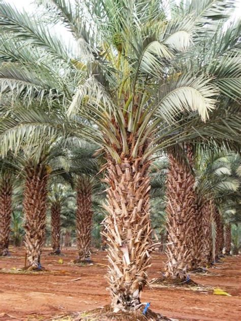 Medjool Giant Edible Date Palm Tree Phoenix Dactylifera