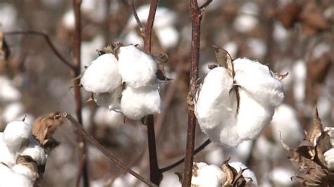 Rainfall Totals Impact Cotton Crops in Dallas Co. - Alabama News