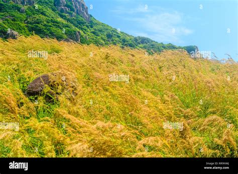 Wiping Season And Wind In Con Lon Viet Nam Stock Photo Alamy