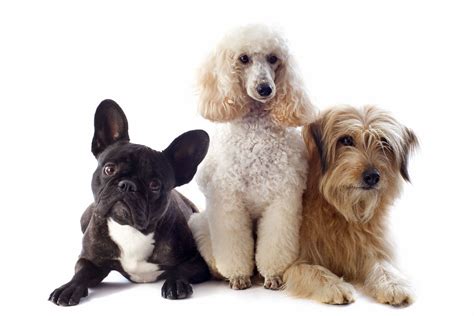 What Are Several Different Groups Of Dog Breeds