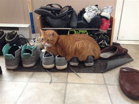 Hilarious Moments Of Cat Logic Caught On Camera