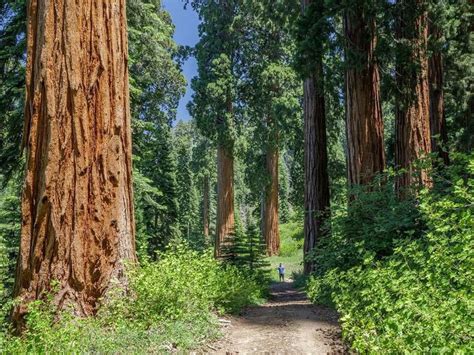 Worlds Largest Privately Owned Giant Sequoia Grove Is For Sale Smart