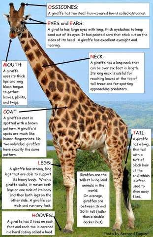 Home > facts > animals facts. Ivy Kids kit - Giraffes Can't Dance | Giraffe facts for kids, Giraffes cant dance, Fun facts ...