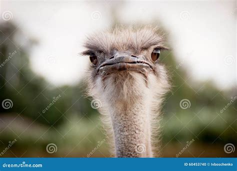 Portrait Of Funny Ostrich Stock Photo Image Of African Head