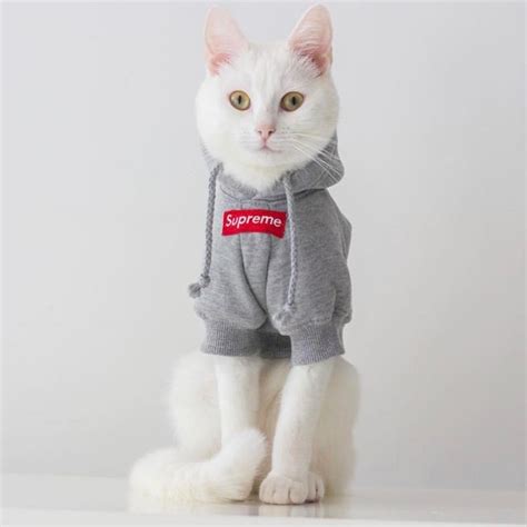 Supreme Cat Cute Cat Memes Cute Cats And Dogs Cute Cats