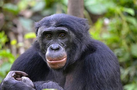 Study Bonobos Prefer Hinderers Over Helpers Biology Sci