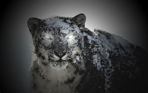 Black Snow Leopard By Guidopata On Deviantart