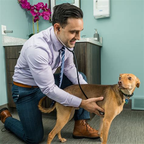 All Pets Veterinary Clinic / Veterinarians in Middleton, WI | All Pets