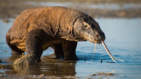 Filming Komodo Dragons For ‘planet Earth Ii Is More Dangerous Than It