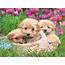 Funny Wallpapers Puppy Love Dogs Puppies Dog Games 
