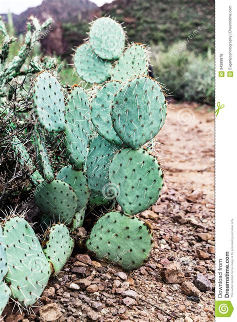 Download prickly pear cactus images and photos. Prickly Pear Cactus In The Desert Of Arizona, USA Stock ...