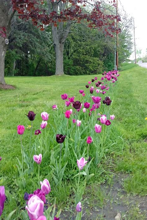 Designing With Fall Planted Bulbs In Small And Large Gardens American