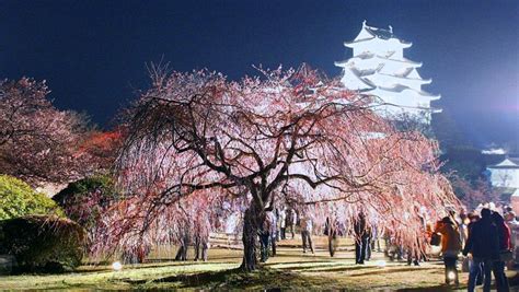 Himeji Castle Yozakura Kai Cherry Blossom Night Viewing
