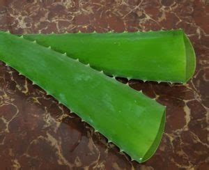 Homemade Coconut Aloe Vera Soap Recipe Cold Process