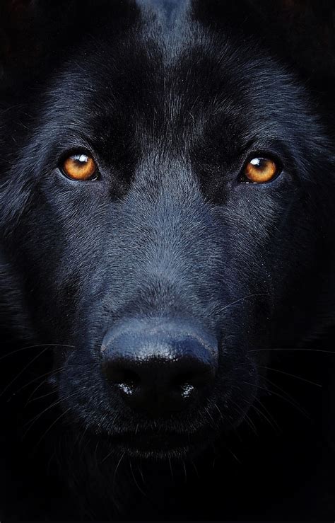 Black German Shepherd With Blue Eyes