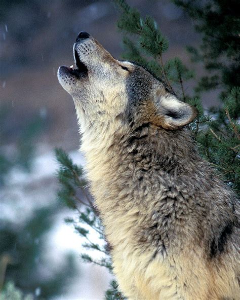Howling Gray Timber Wolf 8x10 Wildlife Photography Animal