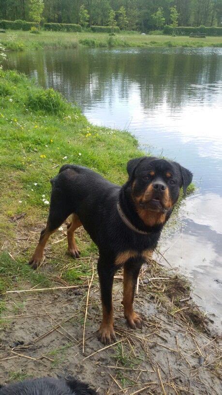 Louie Mans Best Friend Best Friends Rottweiler Mix Rottweilers