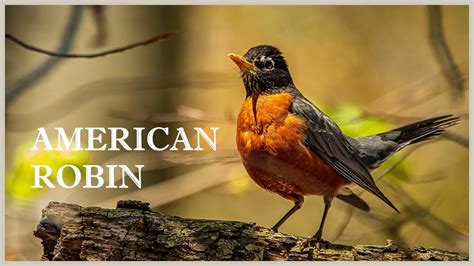 Wake Up Early To Listen For A American Robin Bird Call Youtube